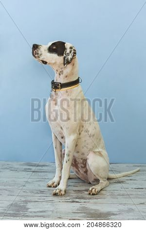 Sitting English Pointer