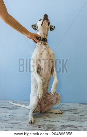 Sitting On Hind Legs English Pointer Womens Hand Holds It