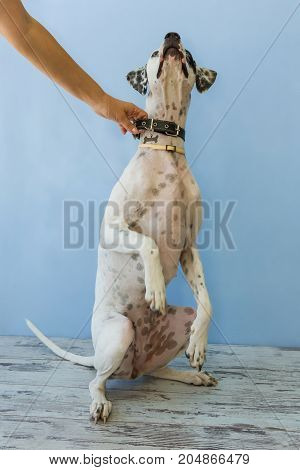 Sitting On Hind Legs English Pointer Womens Hand Holds It