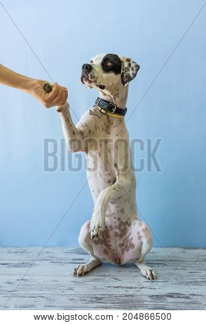 Sitting On Hind Legs English Pointer Womens Hand Holds It