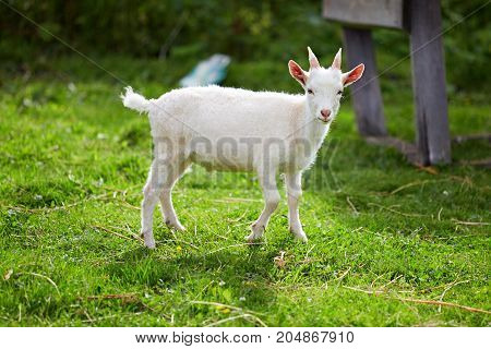 beautiful white little goat on the grass in the yard in the summer