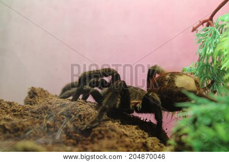 Tarantula Brachypelma Albopilosum