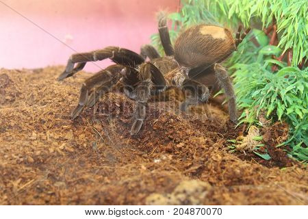 Tarantula Brachypelma Albopilosum