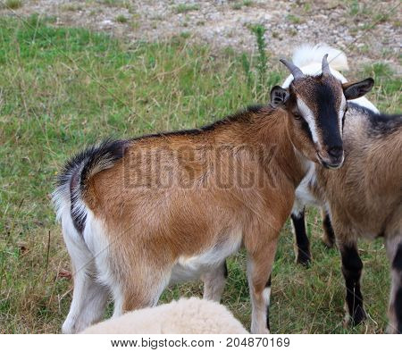 Brown black and white goats in a field in Brittany