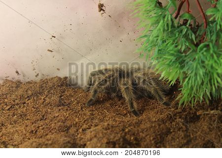 Tarantula Brachypelma Albopilosum