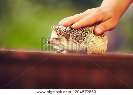 hedgehog closed his eyes in pleasure while his human hand strokes