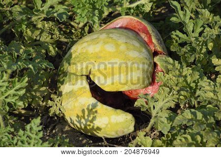 Chopped Old Rotten Watermelon. An Abandoned Field Of Watermelons And Melons. Rotten Watermelons. Rem