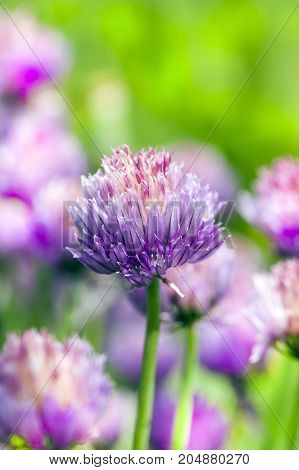 Wild Garlic Flowers Violet Flowers On A Green Lawn