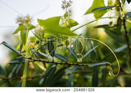 Fruits of squirting cucumber plants. Ecballium elaterium on a background of green leaves.