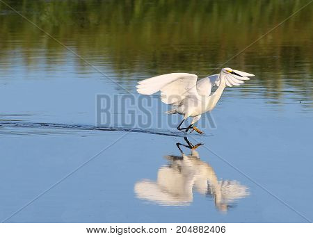 A Snowy Egret skipping across a pond