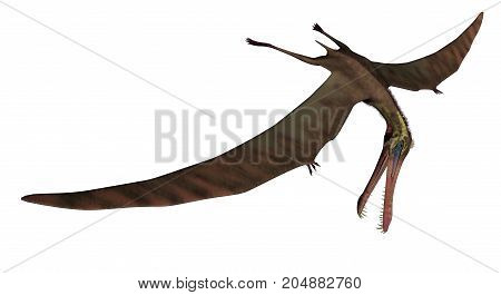 Anhanguera prehistoric bird flying isolated in white background - 3D render