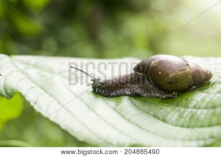 A nice snail on banana palm green leaf