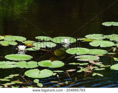Dissolving white lilies on a forest lake