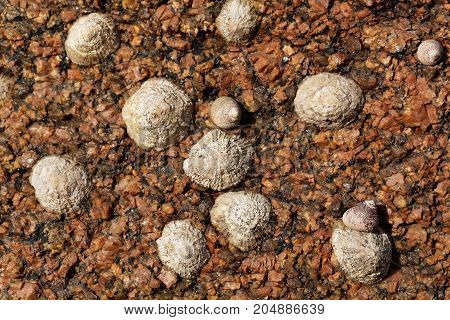 Common Limpet Snails (patella Vulgata)