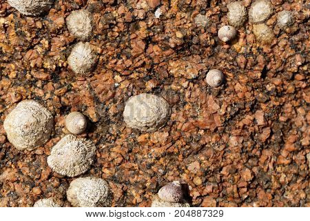 Common Limpet Snails (patella Vulgata)