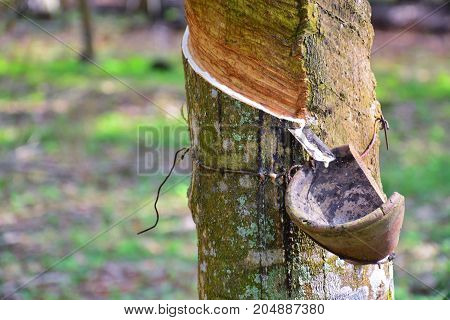Latex from rubber tree (hevea brasilliensis) at Malaysia rubber plantation/
