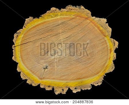 A close up of the cut of an cork tree (Phellodendron amurense). Isolated on black.