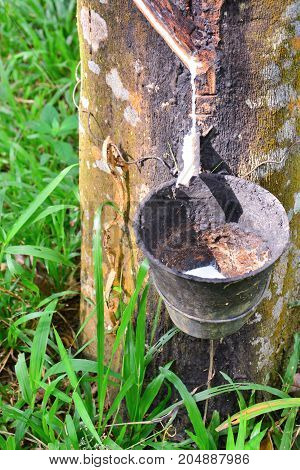 Latex from rubber tree (hevea brasilliensis) at Malaysia rubber plantation/