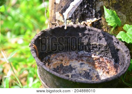 Latex from rubber tree (hevea brasilliensis) at Malaysia rubber plantation/