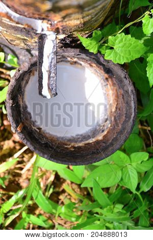 Latex from rubber tree (hevea brasilliensis) at Malaysia rubber plantation/