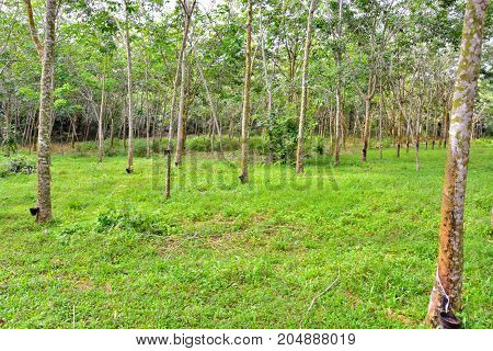 Latex from rubber tree (hevea brasilliensis) at Malaysia rubber plantation/