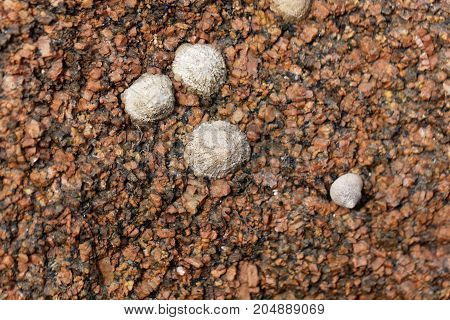Common Limpet Snails (patella Vulgata)