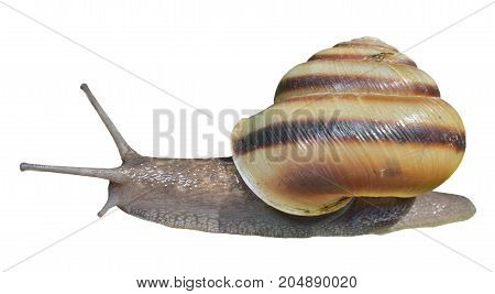 A close up of the snail. Isolated on white.