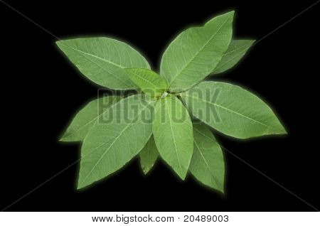 Baum