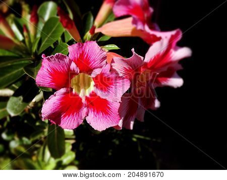 Close up Impala lily pink flower and green leaves