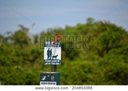 beautiful bright red Northern Cardinal in florida