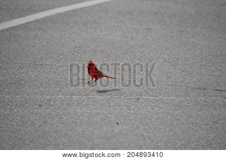 beautiful bright red cardinal in the air