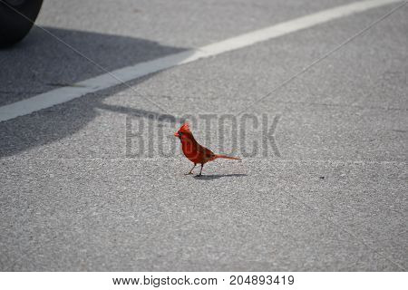 beautiful bright red Northern Cardinal in florida