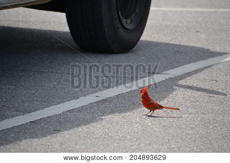 beautiful bright red Northern Cardinal in florida