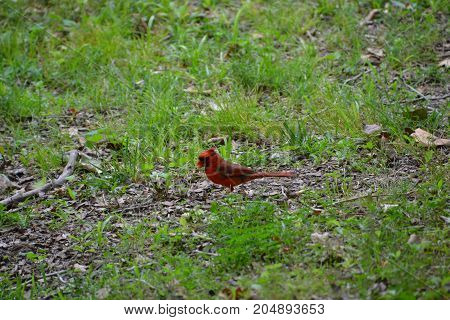 beautiful bright red Northern Cardinal in florida