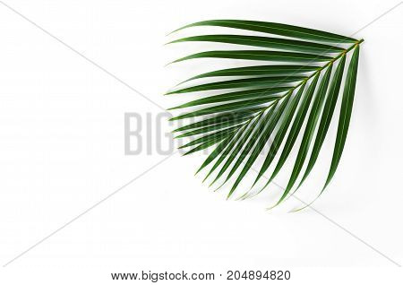 green leaf of palm isolate on white background