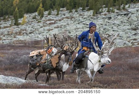 tsaatan family bringing firewood from a forest on reindeer