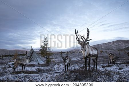 rein deer in a snow in northern Mongolia