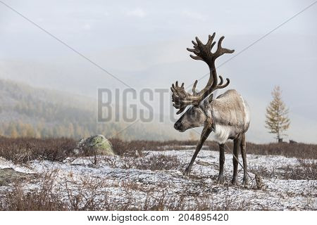 Rein Deer In A Snow In Northern Mongolia