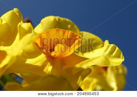 Yellow and orange Daffodil Jonquil Narcissus flowers in garden blooming in Spring against blue sky
