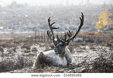 rein deer in a snow in northern Mongolia