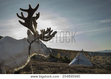 Rein Deer In Northern Mongolia With A Tsaatan Yurt At The Background