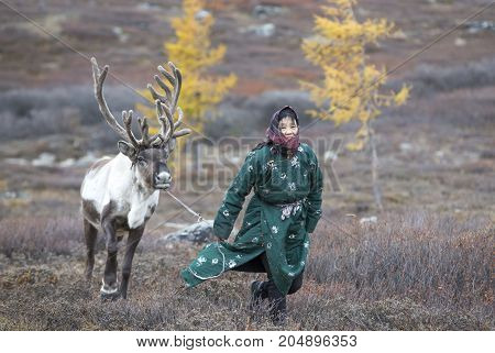 tsaatan woman with reindeer in Northern Mongolian landscape