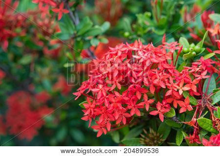 Ixora Red Spike Flower. King Ixora Blooming (ixora Chinensis).ixora Coccinea Flower, Shallow Dof.