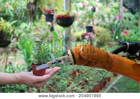 robot hand give the tree in the flowerpot in the greenhouse to hand robot work with human in the smart farm agriculture the robotic technology aim to improving yield efficiency profitability