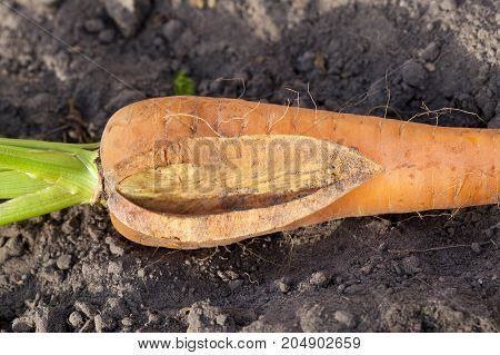 Mature But Cracked Orange Carrots Lying On The Ground. Agricultural Field During Harvesting. Photo C