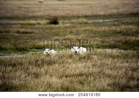 Sheep on the beach on Romo island in Danish Wadden Sea. Danish national park under UNESCO World Heritage.