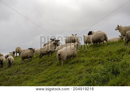 Sheep on the dike close to Ballum Lock in Danish Wadden Sea. Danish national park under UNESCO World Heritage.