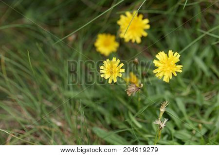 Flower Of The Dandelion Leontodon Saxatilis