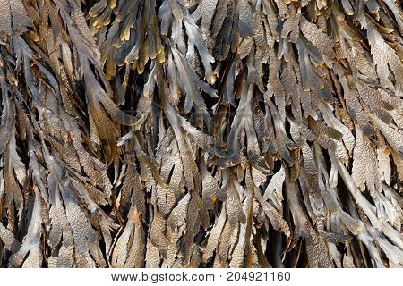 The Brown Algae Toothed Wrack (fucus Serratus)