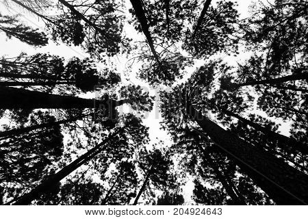 The black silhouette of the tree taken from the bottom corner and have the white sky is the background. Photo of Pine tree from the bottom up on top for a background.